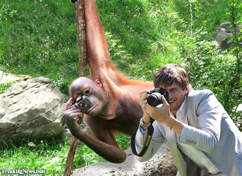 Orangutan Camera Pictures   Freaking News