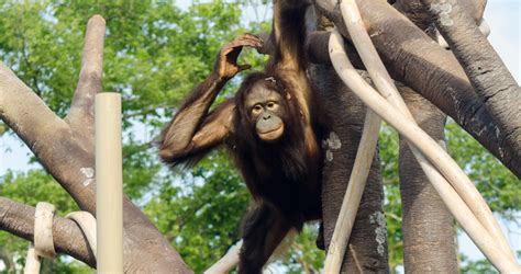 Orangutan Canopy | Kansas City Zoo