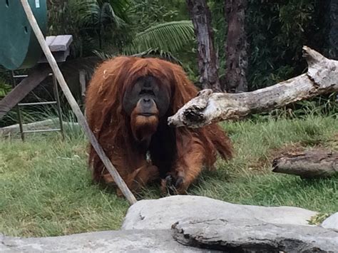 Orangutan Photos from the San Diego Zoo | John Kutensky