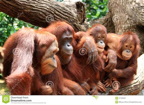 Orangutan Royalty Free Stock Photography   Image: 21795207