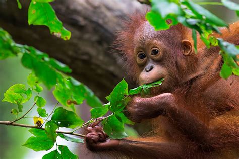 Orangutan | San Diego Zoo Animals & Plants