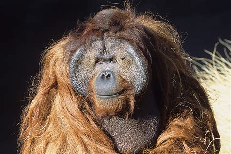Orangutan | San Diego Zoo Animals & Plants