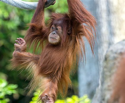 Orangutan | San Diego Zoo Kids