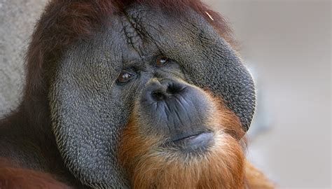 Orangutan | San Diego Zoo Kids