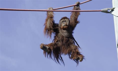 Orangutan | Smithsonian s National Zoo