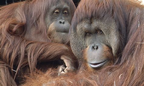 Orangutan | Smithsonian s National Zoo