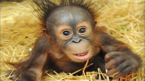Orangutanes, instinto maternal   YouTube