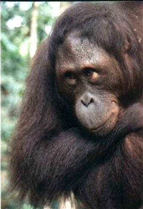 Orangutans, Resistance and the Zoo: The Story of Ken Allen ...