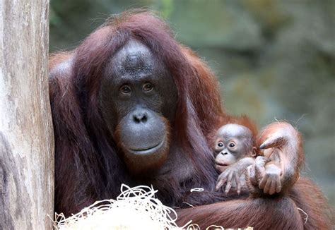 Orangutans snuggle at the zoo Picture | Cutest baby ...