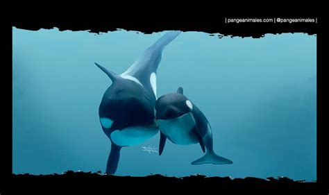 Orca: Características, carácter, qué come y hábitat | Pangea