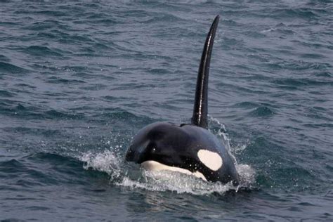 Orca  Killer Whale or Orcinus orca  | The Earth Times ...