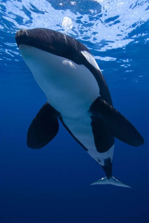 Orca / Killer whale  Orcinus Orca  @BLUE photo archives ...