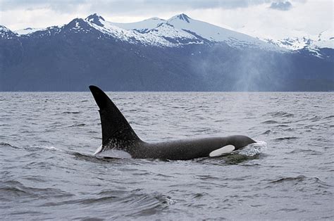 Orca Orcinus Orca Surfacing Photograph by Konrad Wothe