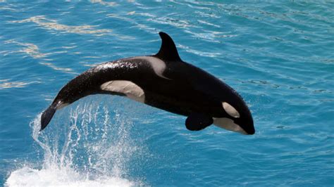 Orca Recorded Using Human Language For The First Time ...