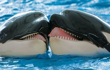 Orca | Wiki Reino Animalia | Fandom