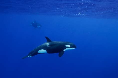 Orcas: curiosidades sobre este tipo de cetáceo