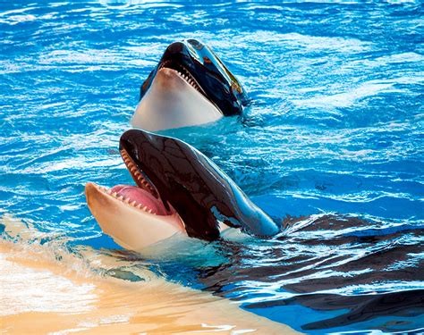 Orcas: curiosidades sobre este tipo de cetáceo