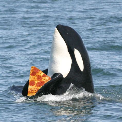 Orcas eat pizza. Orcas are frequently active at the ...