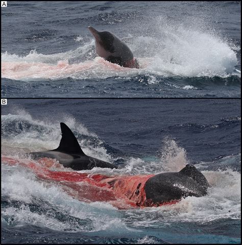 Orcas seen killing and eating beaked whale and sevengill shark