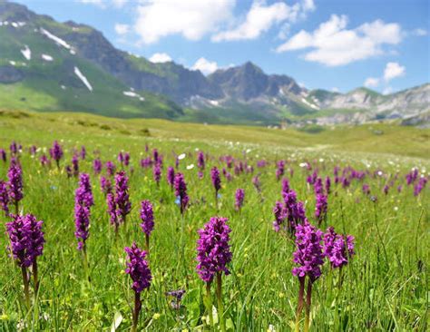 Orchids in the Wild: 6 Little Known Facts About Your ...