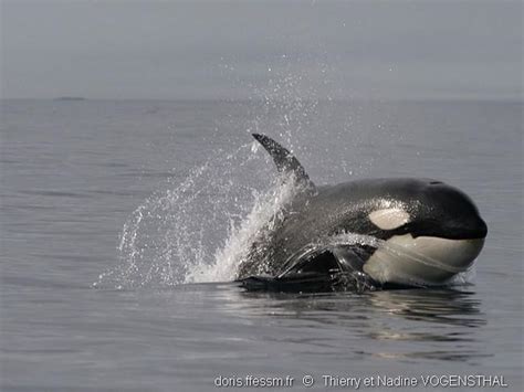 Orcinus orca | DORIS