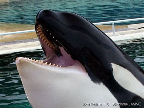 Orcinus orca | DORIS