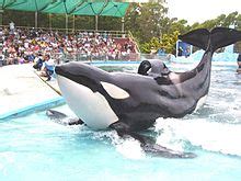 Orcinus orca Wikipedia, la enciclopedia libre