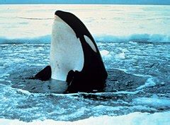Orcinus orca   Wikipedia, la enciclopedia libre