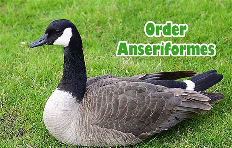 Order Anseriformes Characteristics | Types of Waterfowl Birds