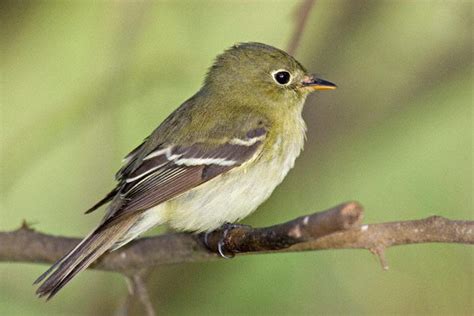 Order Passeriformes at Missouri State University   StudyBlue