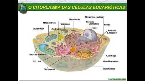Organelas citoplasmáticas   membrana plasmática ...