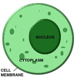 Organelles: A F Eukaryotic cells
