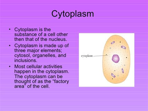 Organelles and cytoplasm pp