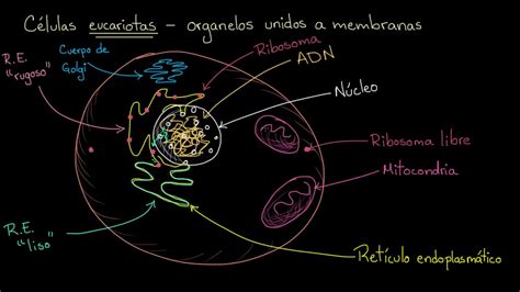 Organelos en células eucariotas | Khan Academy en Español ...