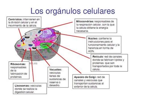 Organelos y funciones celulares – Ciencias Naturales ...