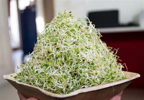 organic alfalfa sprouts | Alfalfa sprouts, Microgreens, Sprouts