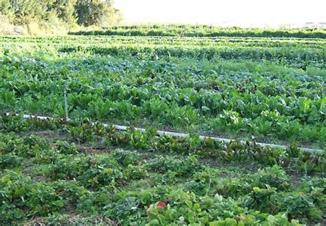 organic farming | Definition, History, Methods, & Benefits ...
