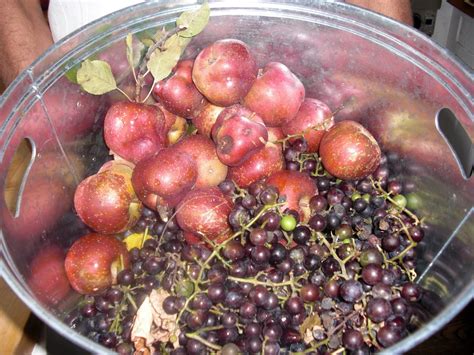 ORGANIC GRAPES FROM SHADLE FARM & THE BENEFITS OF GRAPE ...