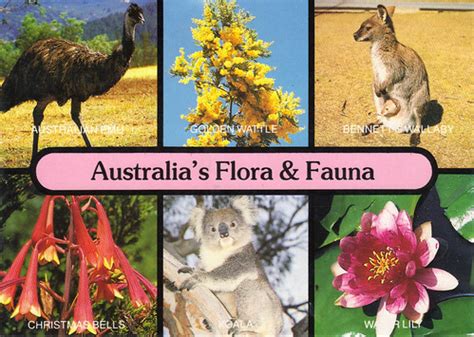 Organismos Regionales De Australia: Flora y fauna de Australia