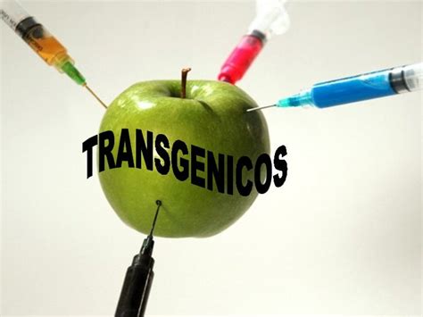 Organismos transgenicos