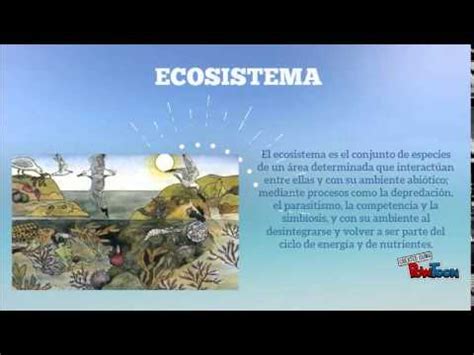 organizacion de los ecosistemas YouTube