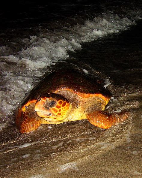 ORGANIZACIÓN SOS OCEANOS: Tortugas atrapadas por las artes ...