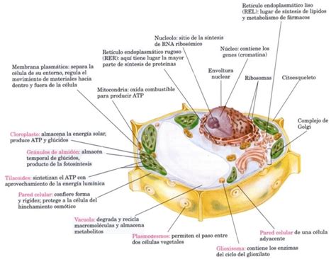 Orgánulos de la célula vegetal y su función  con imagen ...