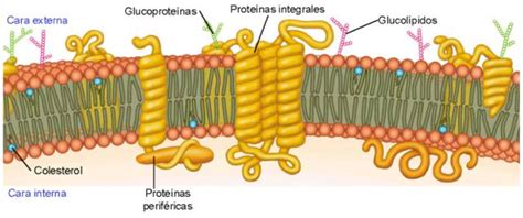 Orgánulos, núcleo, citoplasma, membrana celular, pared ce...