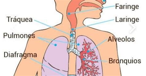 Orientaciones sobre asignación n 4: sistema respiratorio