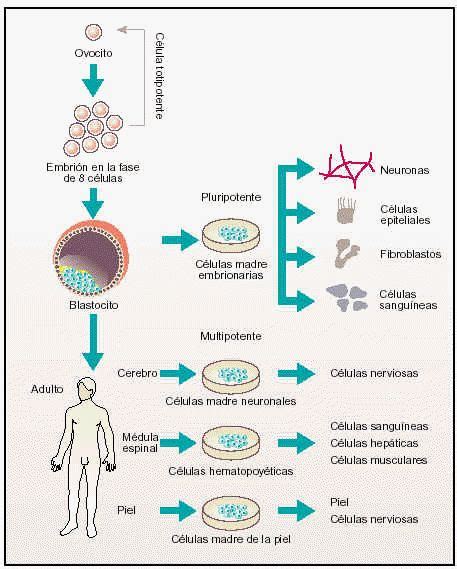 Origen de distintas células madre embrionarias y adultas