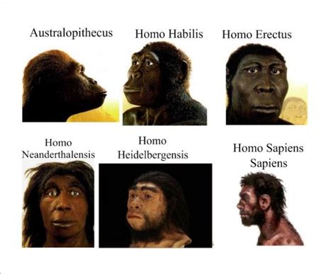 Origen de la tierra: Evolucion de los Primates y Hominidos