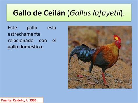 Origen, evolución e historia de la gallina doméstica