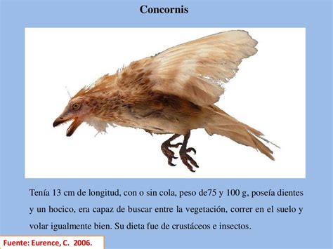 Origen, evolución e historia de la gallina doméstica