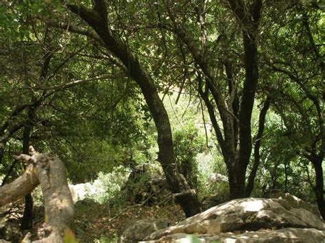 Origen y características del bosque mediterráneo